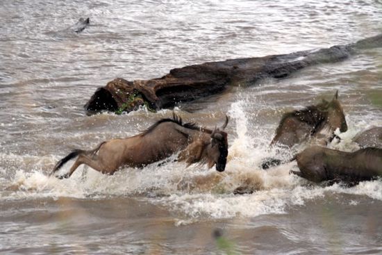 Gnus in der Masai-Mara.
