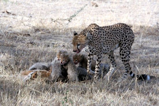 Masai-Mara: Keke und die Welpen fressen.