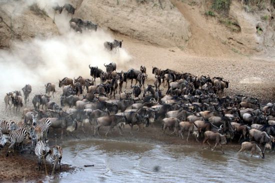 Gnus überqueren einen Fluss in der Masai-Mara.