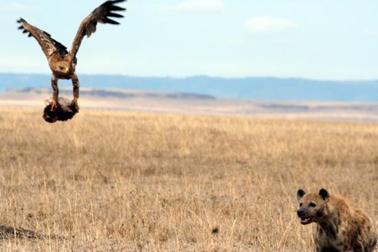 Ein Adler mit seiner Beute in der Masai-Mara.