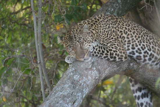Masai-Mara: ein Leopard schläft auf einem Baum.