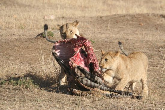 Zwei Löwen mit Zebra in der Masai Mara.