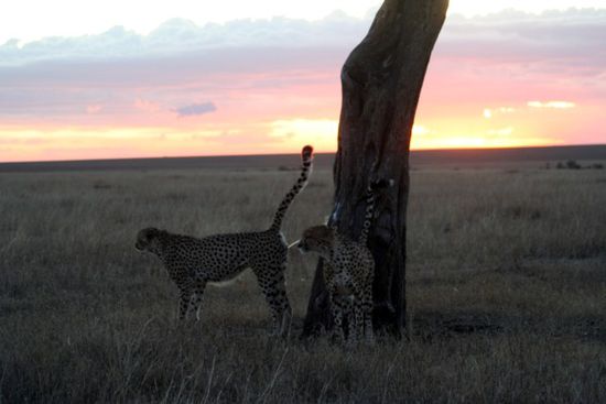 Masai Mara: 2 Geparde bei Sonnenuntergang.