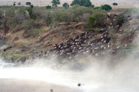 Masai-Mara: Gnus auf der tansanischen Seite.