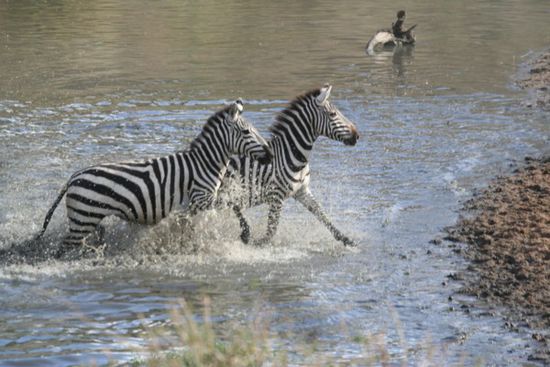 Masai Mara: Zebras überqueren den Fluss.