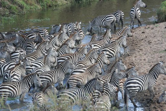 Masai Mara: Zebras überqueren den Fluss.