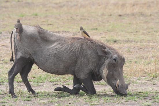Ein Warzenschwein mit Vögeln in der Masai Mara.