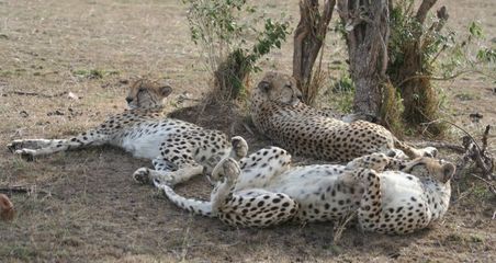 die drei alten Cheetah-Brüder