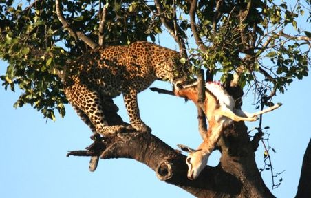 Leopard mit Beute im Baum