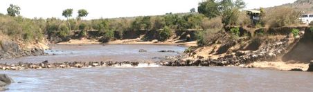 Gnu-Crossing am Mara-River