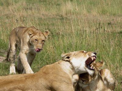 Kenia - Meine schönen Löwen