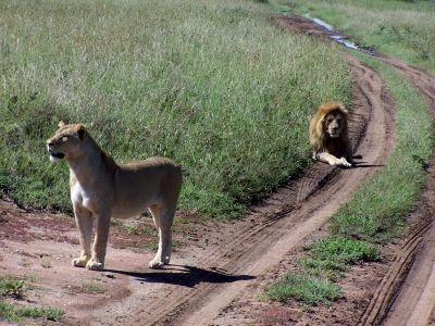 Kenia - Entspannte Löwen am Wegesrand