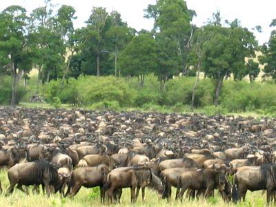 Gnus am Mara-River.