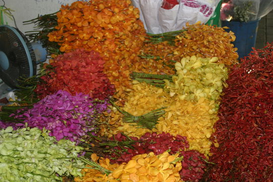 Hier schlägt mein (Sabine) Floristenherz...Orchideen über .....