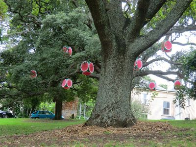 Ein Melonenbaum