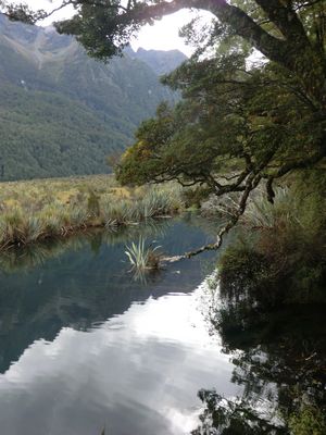 Leider sieht man hier nicht wie klar das Wasser ist. Wir konnten den Enten beim Tauchen unter Wasser zuschauen !