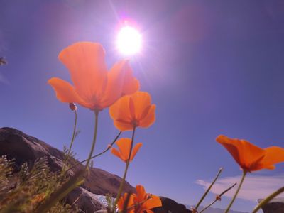 Durch die Blume