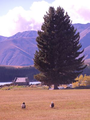 Schön wars in Tekapo (Danke für den Tipp lieber Zöllner)