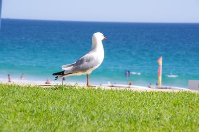 Strandwache
