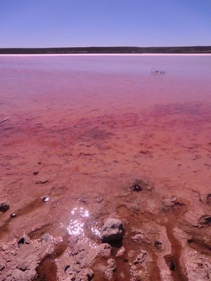 Der Pink Lake !
Aus folgendem Grund ist der See pink: .... oh ich merke gerade meine Internetverbindung ist nicht so toll...Störung...Störung..nagut dann erzähle ich den Grund lieber ein anders Mal..