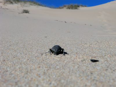 Schön bequem Im Windschatten noch mal hoch die Düne..
