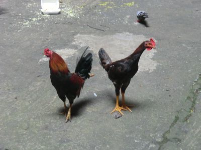In den Höhlen liefen überall Affen herum, da ich Affen nicht mag habe ich lieber das Gefügel fotografiert
