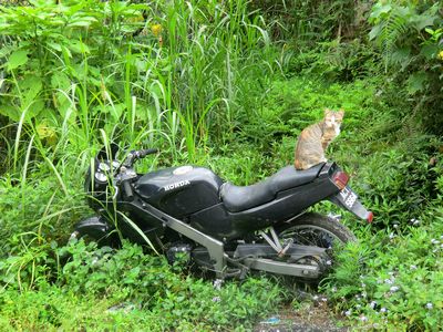 Das war auf dem Rückweg kurz vor unserem Hostel ! Sitzt die doch tatsächlich OHNE Helm auf dem Motorrad !!