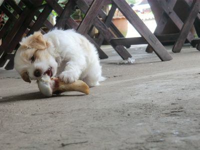 In Deutschlang gibt es spezielles fein püriertes Welpenfutter, in Laos gibt es sofort große Knochen !!