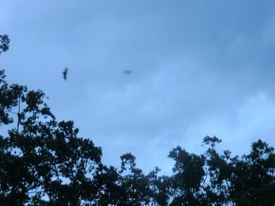 Sorry, die Qualität des Fotos ist mangelhaft aber die Flederviecher wollten einfach nicht fotofreundlich langsam fliegen !!