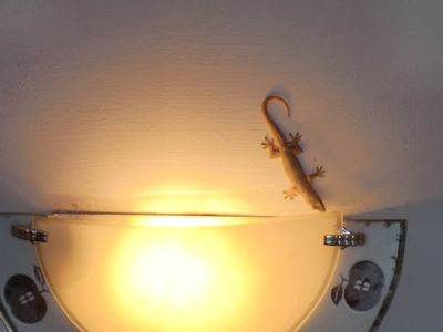 Eindeutiger Beweis, sogar Geckos gehen ins Solarium !!