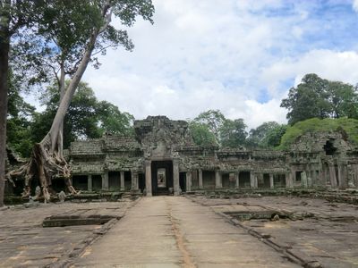 Die Bäume wachsen einfach in und über die Tempel