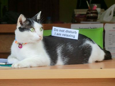 Ich frage mich ob der Besitzer den Zettel an die Katze getackert hat oder ob die wirklich so lange still liegen kann..