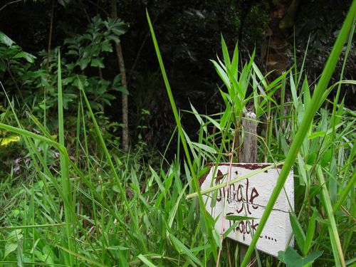 Um noch mehr von der Insel zu sehen wanderten wir den Jungle Track