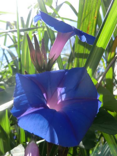 Ich mag Blumen