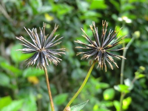 Zählt das als Blume ?