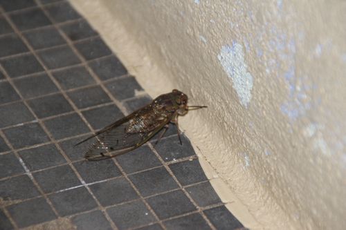 Wir wohnten nicht alleine, aber WAS ist das XL-Fliege ? Moskito-Motten-Fliege ? Auf jeden Fall war ES viel zu groß !