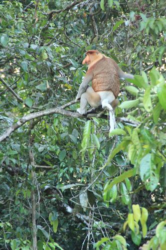 Der Beweis ! Diese Affenart lebt nur auf Borneo