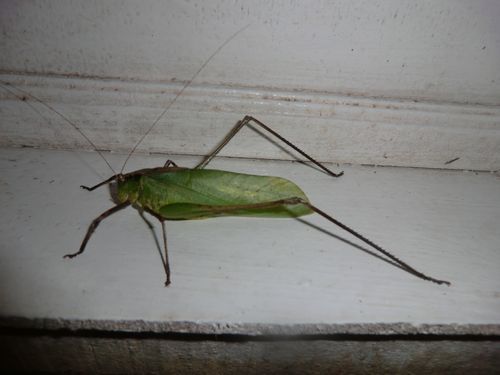 Eigentlich gabs dort keine kleinen Insekten, die waren ALLE viel zu groß !