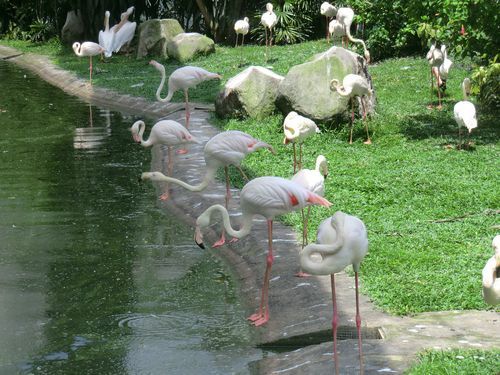 Ich möchte Zuhause auch Flamingos haben !!