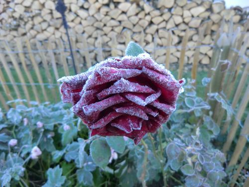 Ich fühle mich wie die Blumen im Garten..