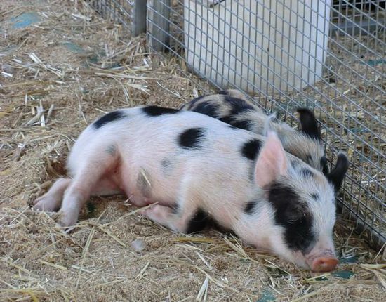 Mini Zoo in der Innenstadt, waren die süß !!!