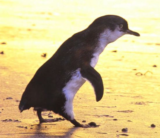 Pingu !!