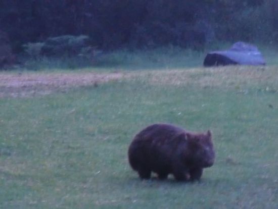 Wombat !