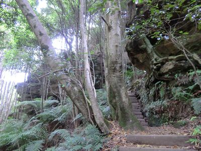 Into the Jungle