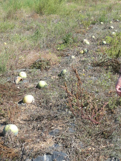 Neben den Weinbergen, gabs Melonenfelder, Tomaten- und Gurken"plantagen"..sehr sehr lecker...und die hier wollte eh niemand mehr 