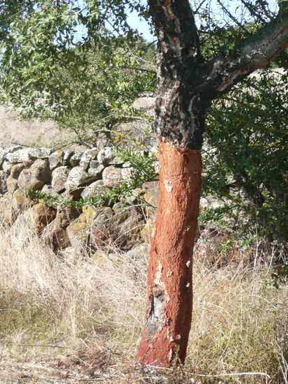 ...eine ausgebeutete Korkeiche...