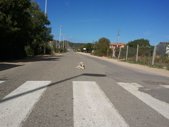 Wenn man sich mitten auf der Straße sonnen kann, warum sollte man sich dann in den Schatten legen?
Und aufstehen, wenn jemand vorbei will??? NÖÖÖÖÖ!!!