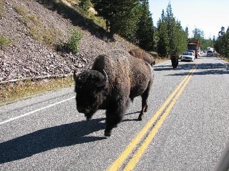 Bisons beeindruckt der Verkehr wohl nicht. Laufen auf der Strasse und verursachen ein en riesigen Stau. Dafuer muss man aber nicht aussteigen um Fotos zu machen.