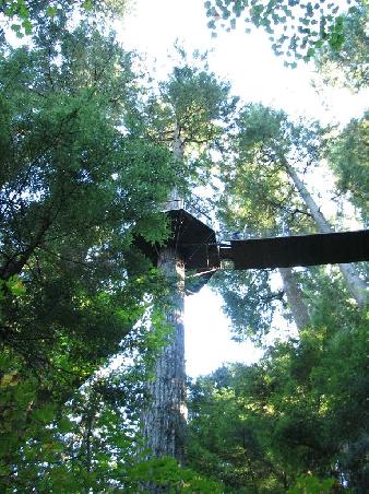 Die Treetops in den Baeumen. auch schon mal bis zu 35m hoch.