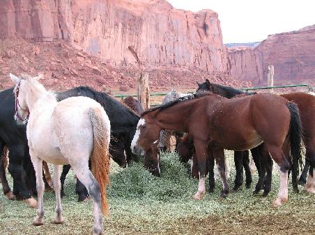 Die Pferde duerfen jeden Tag die schoene Aussicht geniessen. Es sind alles Mustang Quarter Horses.
